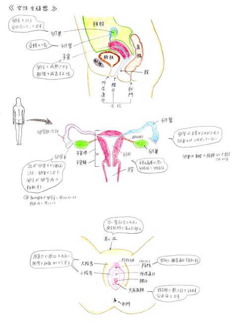 生殖器 女|女性の生殖器系の概要